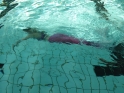 Meerjungfrauenschwimmen-036.jpg